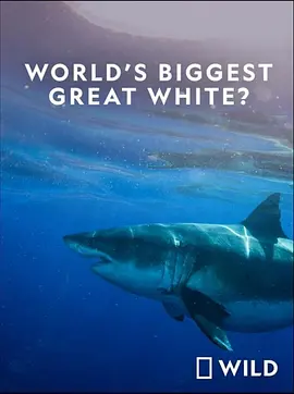 Worlds Biggest Great White SharkHD